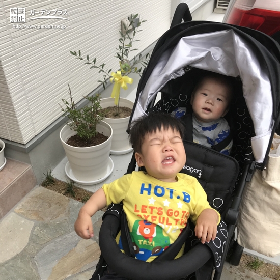 大阪府八尾市オリーブとブルーベリーの植樹風景