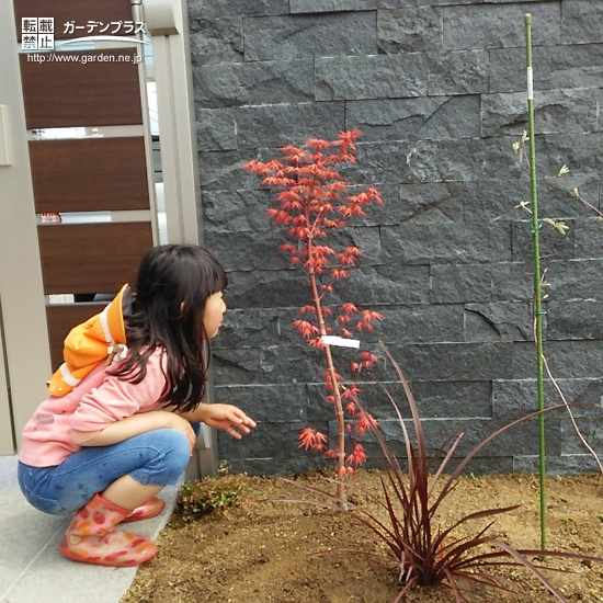 兵庫県姫路市ジューンベリーともみじ（カエデ）とセイヨウニンジンボクの植樹風景