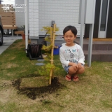 東京都羽村市もみじ（カエデ）とレモンとビワの植樹風景