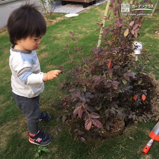 東京都調布市紅葉トキワマンサクの植樹風景
