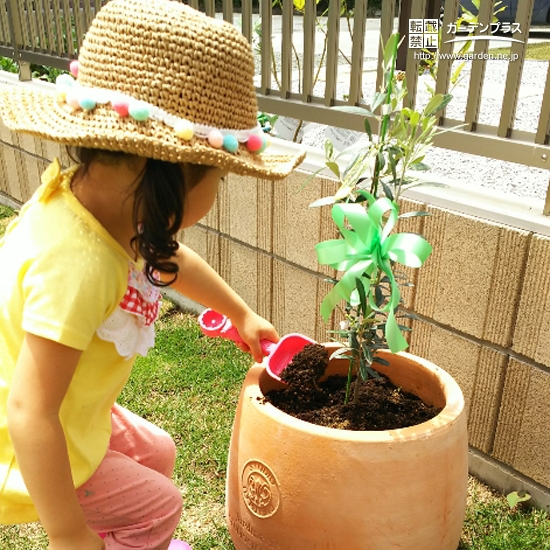 群馬県伊勢崎市オリーブの植樹風景