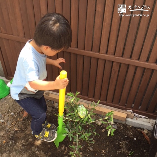 神奈川県海老名市オリーブの植樹風景