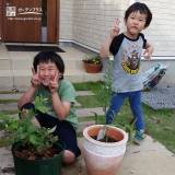 長野県諏訪市オリーブとブルーベリーの植樹風景