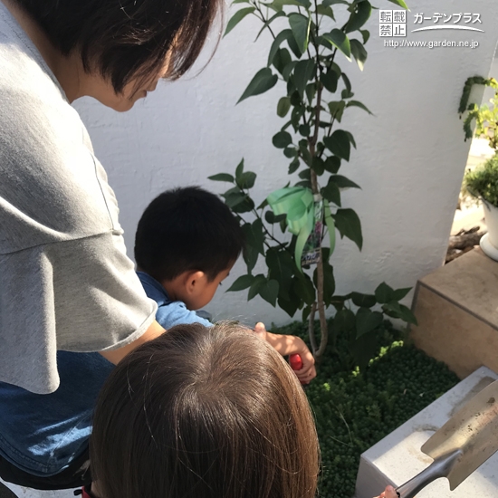 お兄ちゃんがライラックを植え終えているところ