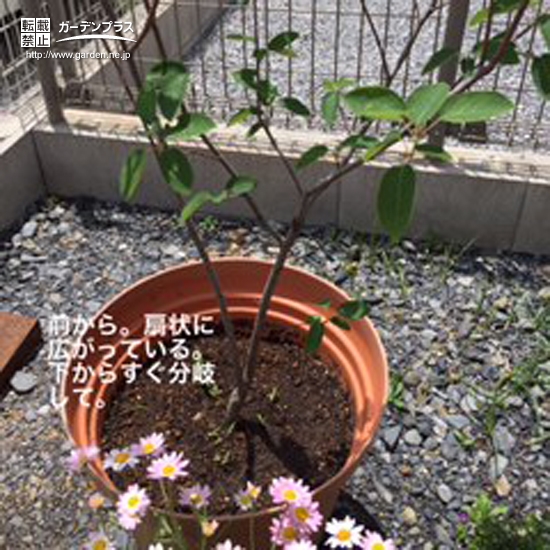 ジューンベリーの植樹後の様子③