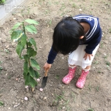 レモンの植樹の様子