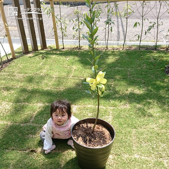 お子さまと月桂樹の記念樹