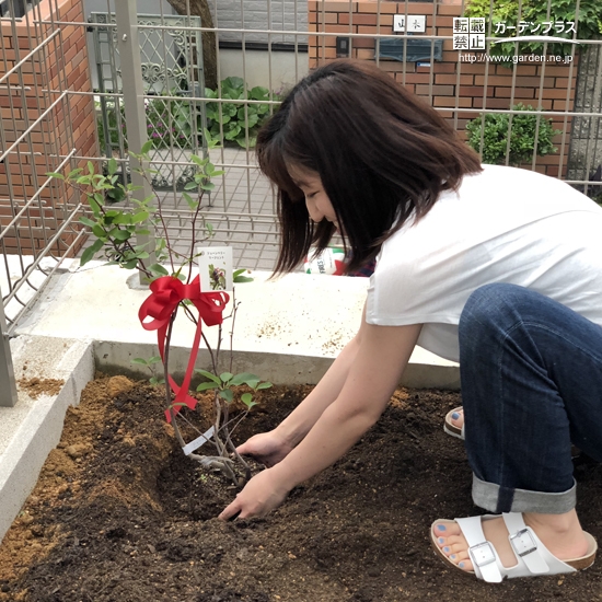 ジューンベリー植樹の様子