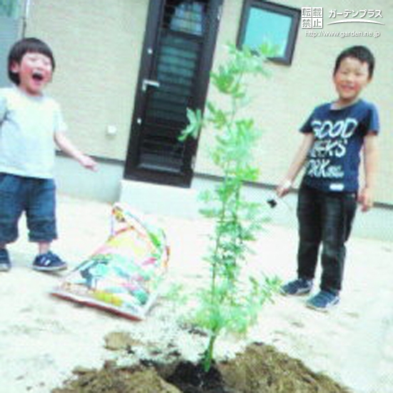 ミモザの植樹後の元気なお写真