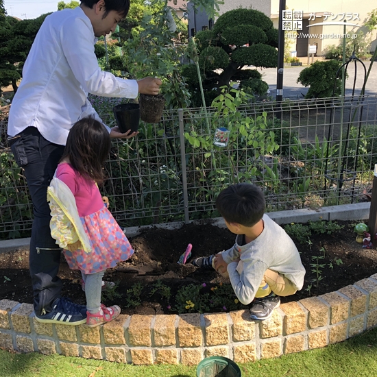 ご家族でミモザともみじの植樹の様子①