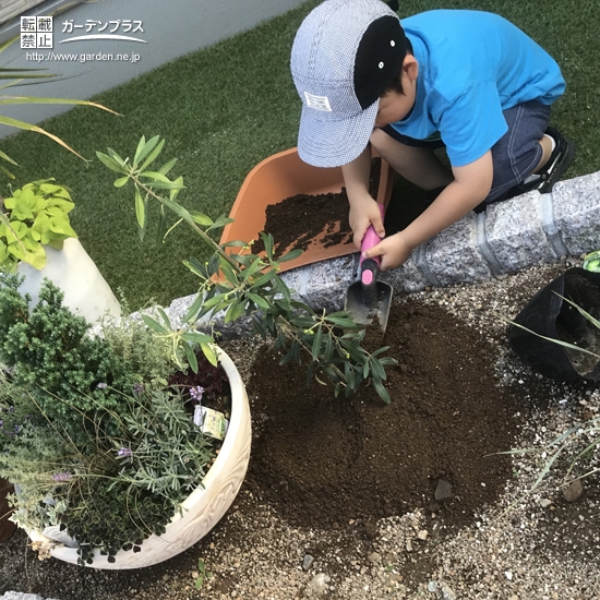 息子さんのオリーブの植樹の様子