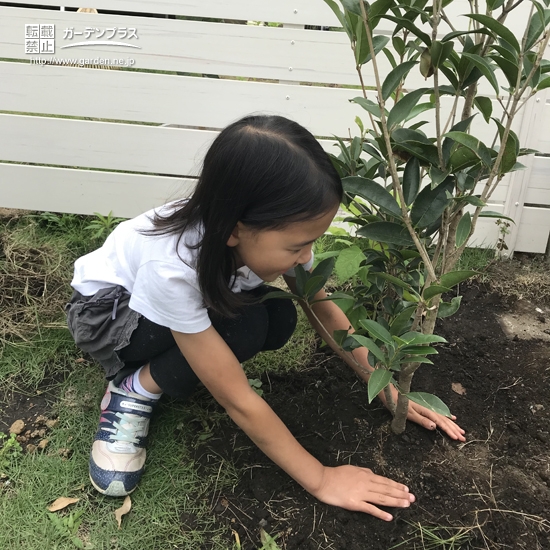 お子さまのレモンと四季咲きモクセイの植樹の様子①