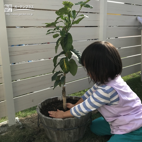 お子さまのレモンと四季咲きモクセイの植樹の様子②