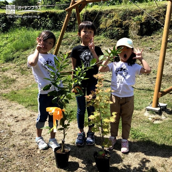 温州ミカンともみじの植樹前の様子