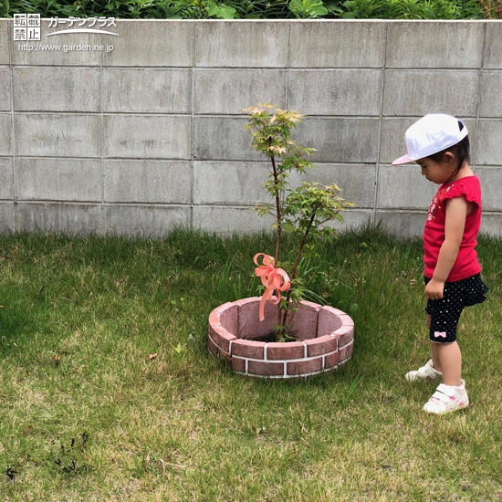 植樹後のもみじ