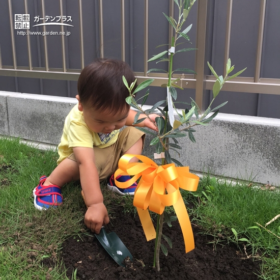 オリーブ植樹中の様子