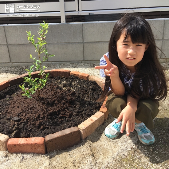 ブルーベリー植樹後の様子