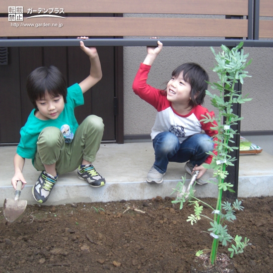 ミモザ植樹の様子①