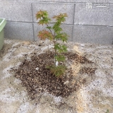 もみじ（カエデ）植樹後の様子