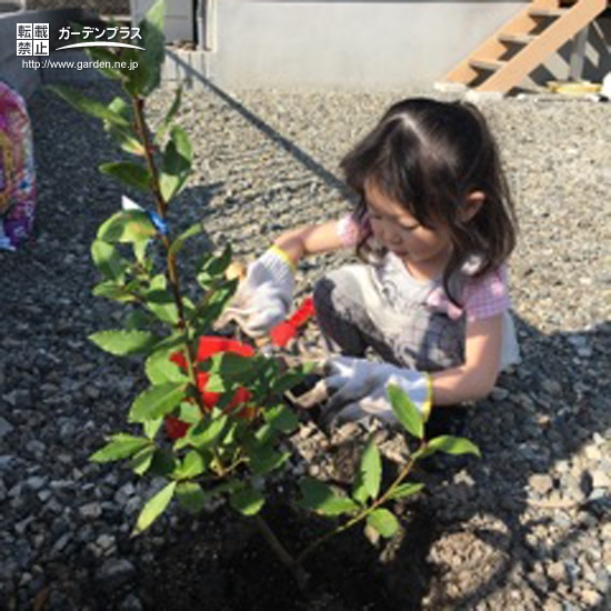 月桂樹の植樹の様子①