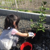 月桂樹の植樹の様子②