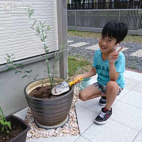 オリーブ植樹の様子