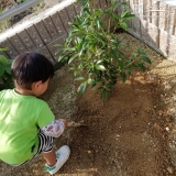 キンモクセイの植樹の様子