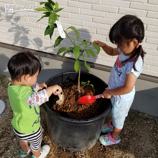 温州ミカンの植樹の様子