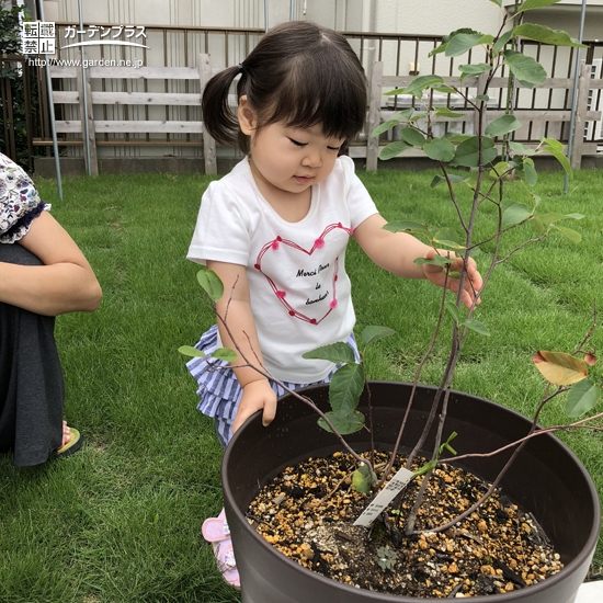 大きな鉢にジューンベリーを植えている様子