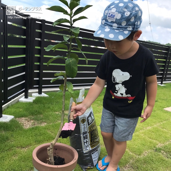 レモン植樹の様子