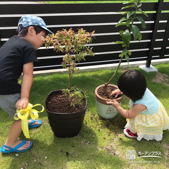 モミジとレモンを兄妹で植えている様子