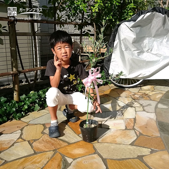 オリーブ植樹前の様子