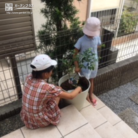 温州ミカンとブルーベリーとレモンの植樹中の様子②