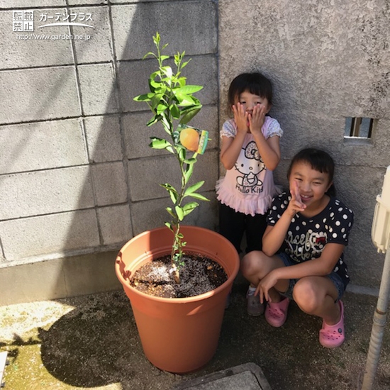 ミカン植樹後の様子②