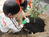 熊本県熊本市ゆずの植樹風景