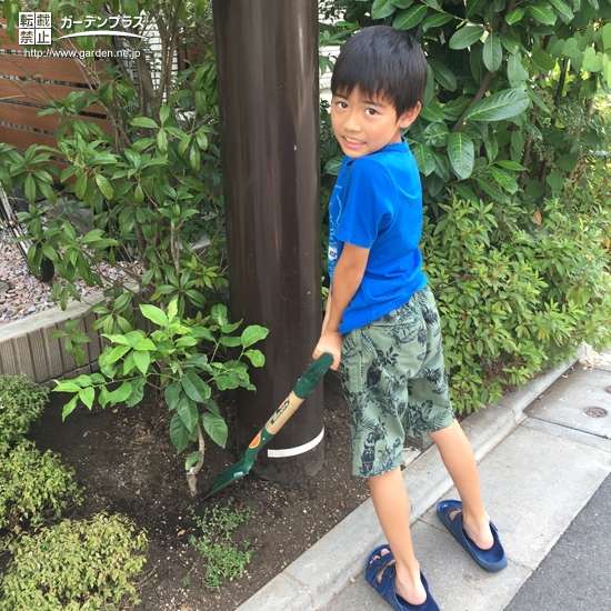 レモン植樹後の様子