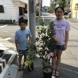 ジューンベリーと四季咲きモクセイ植樹前の様子