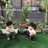 レモンと温州ミカン植樹後の様子①