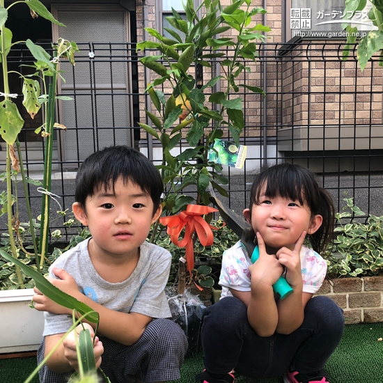 レモンと温州ミカン植樹後の様子②