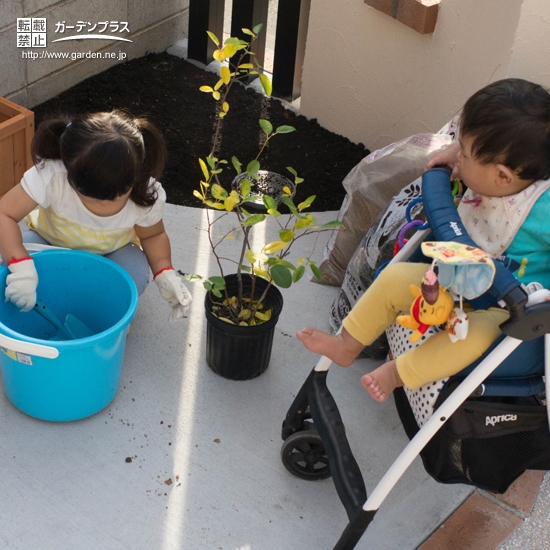 ジューンベリー植樹前の様子