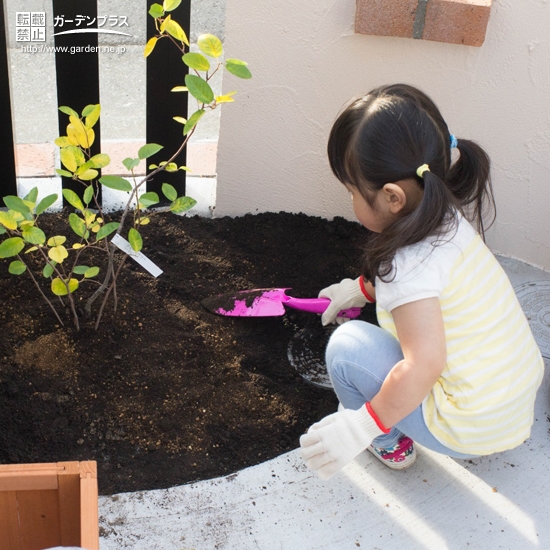 ジューンベリー植樹後の様子