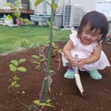 ジューンベリー植樹の様子①