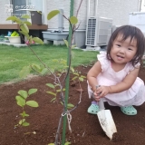 ジューンベリー植樹の様子②