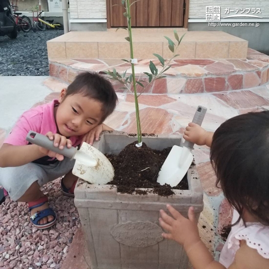 オリーブ植樹の様子①