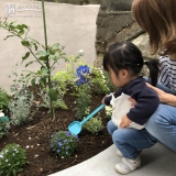 レモン植樹の様子