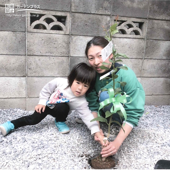 レモンを植樹している様子