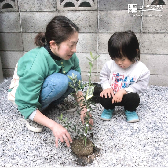 オリーブを植樹している様子