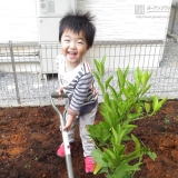 カキの植樹の様子