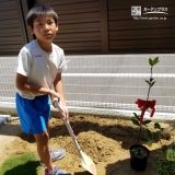 月桂樹（ローリエ）植樹の様子