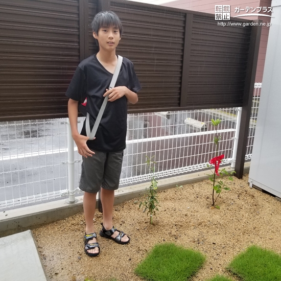 月桂樹とオリーブ植樹後の様子①